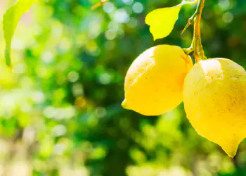 limoni-web limoni-web