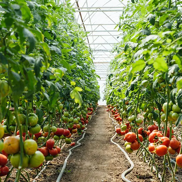 stanchezza-del-terreno-come-produrre-in-condizioni-difficili stanchezza-del-terreno-come-produrre-in-condizioni-difficili