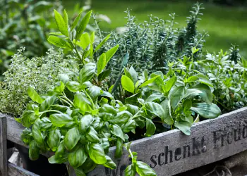 AROMATICHE
