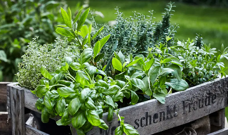 AROMATICHE AROMATICHE