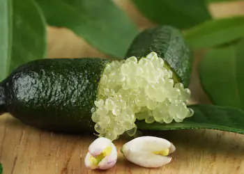 Finger Lime