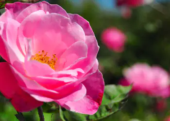Come far rifiorire le rose Come far rifiorire le rose