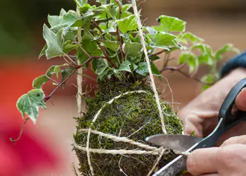 Come prendersi cura di un kokedama