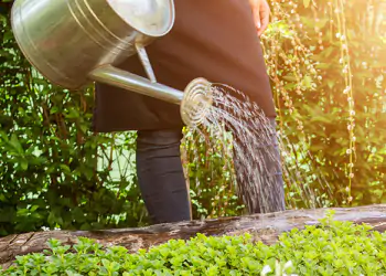 Unrecognisable woman watering flower bed using watering can. Gar