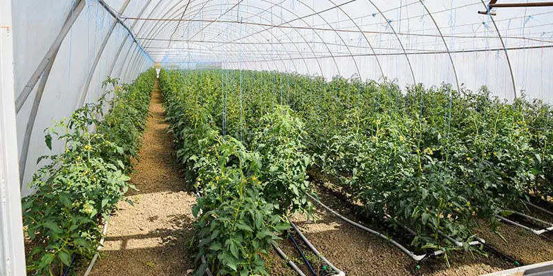 fungicida-biologico-head fungicida-biologico-head