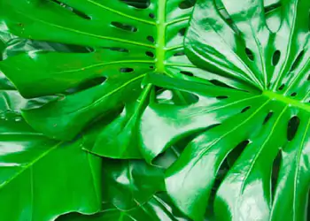 Cifo_Newsletter 26-2019 foto 1 striscia.jpg