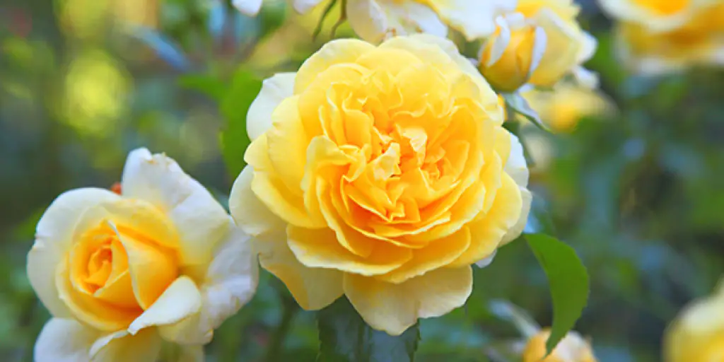 Cifo_Newsletter 27-2019 foto 1 striscia.