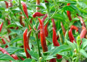 peperoncini