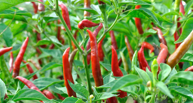 peperoncini peperoncini