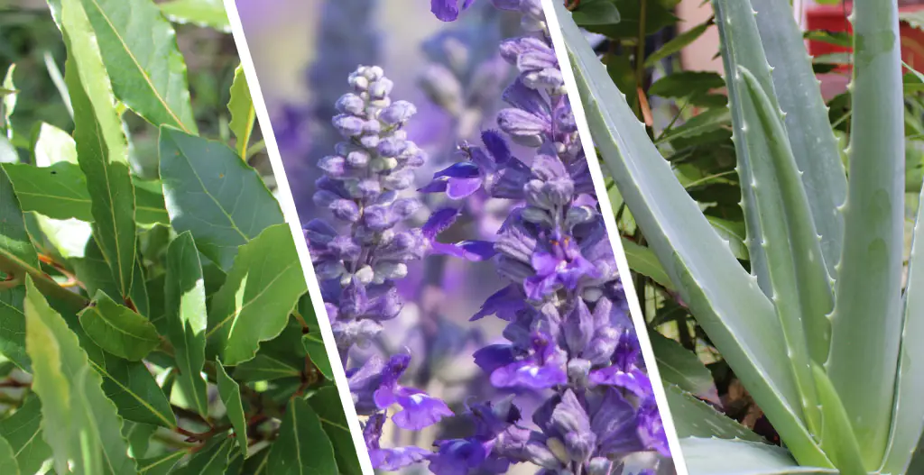aloe alloro lavanda