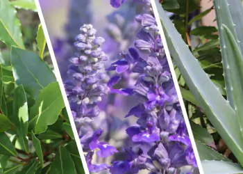 aloe alloro lavanda aloe alloro lavanda
