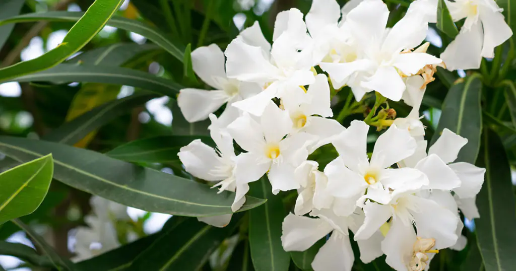 tre-arbusti-da-piantare-in-inverno-oleandro tre-arbusti-da-piantare-in-inverno-oleandro