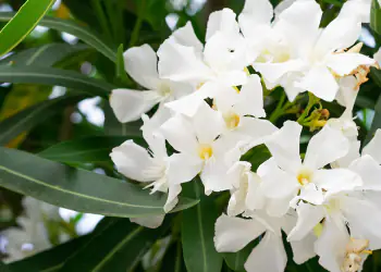 tre-arbusti-da-piantare-in-inverno-oleandro tre-arbusti-da-piantare-in-inverno-oleandro