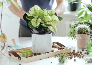 verde indoor