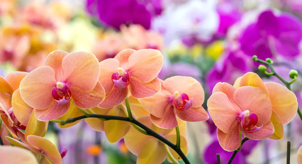 orchidee-web orchidee-web