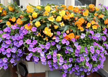 Scegliere i fiori