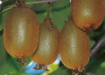 actinidia-gli-aspetti-nutrizionali