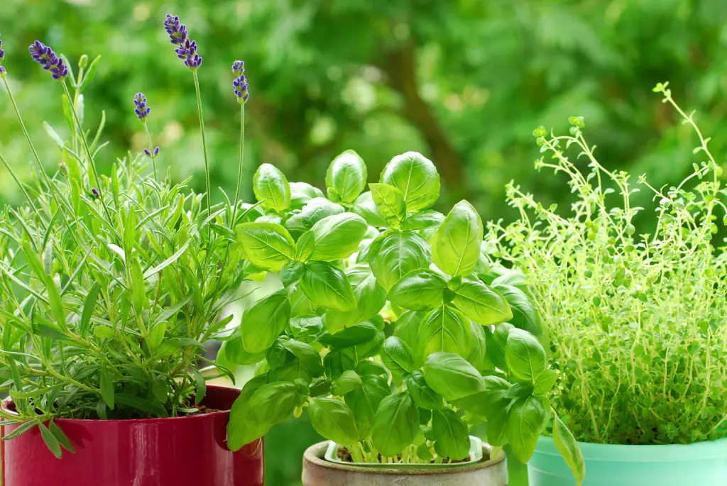 1-aromatiche 1-aromatiche