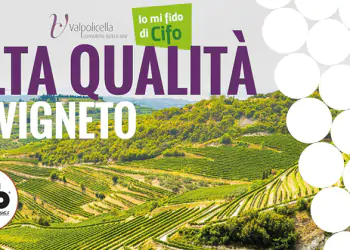 cifo-e-valpolicella-alta-qualita-in-vigneto cifo-e-valpolicella-alta-qualita-in-vigneto