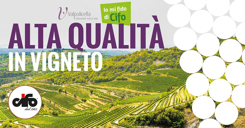 cifo-e-valpolicella-alta-qualita-in-vigneto cifo-e-valpolicella-alta-qualita-in-vigneto