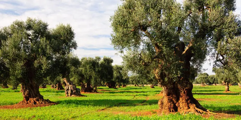 olivo-nutrizione-bilanciata olivo-nutrizione-bilanciata