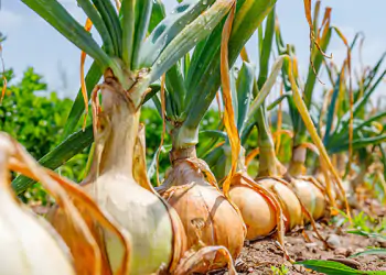 bejo-onion-open-field bejo-onion-open-field