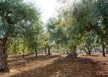 cifo-articolo-post-raccolta