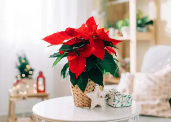 Natale