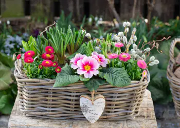 fioriture primaverili