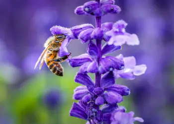 i fiori per attirare api e farfalle