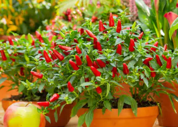 peperoncini-2