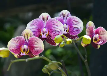 cura orchidea