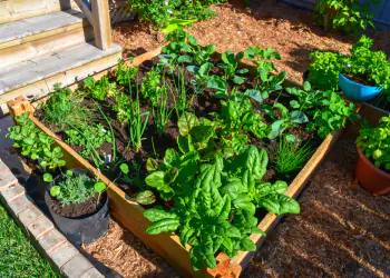 Nothing,Is,Fresher,Than,Food,From,Your,Own,Garden.,Planted