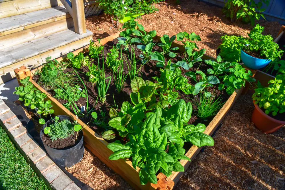 Nothing,Is,Fresher,Than,Food,From,Your,Own,Garden.,Planted