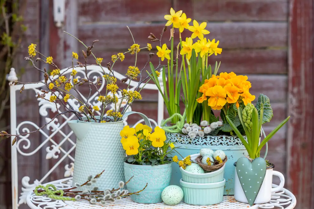 Pasqua Pasqua