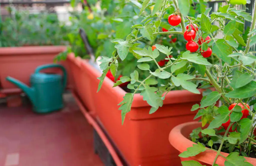 pomodori-in-vaso