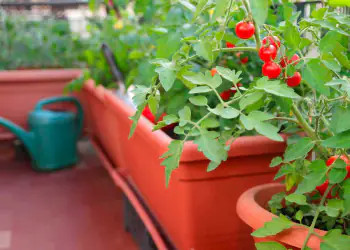 pomodori-in-vaso