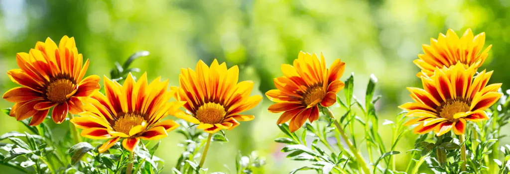 piante dal mondo piante dal mondo