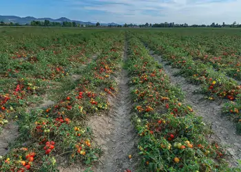 Pomodoro da industria: alte rese e qualità al top
