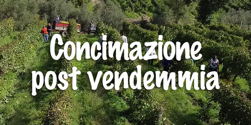 concimazione-post-vendemmia