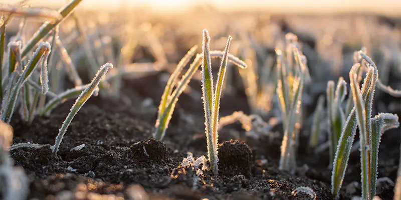 Gelate-precoci_head_800_400 CIFO gelate precoci