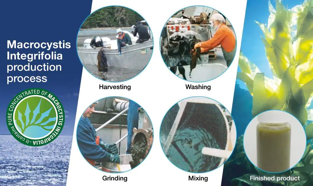 Macys BC 28: An effective solution against early frosts