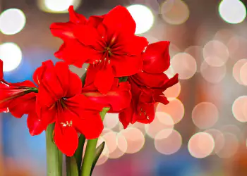 Consigli per un Natale Rigenerante Consigli per un Natale Rigenerante
