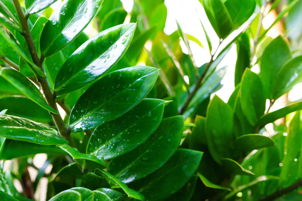 Zamioculcas Zamioculcas