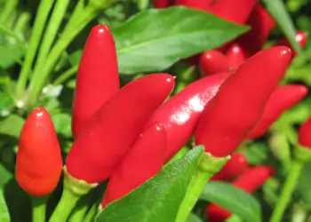 peperoncino