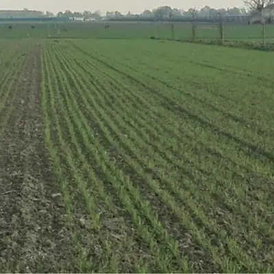 concimazione localizzata alla semina