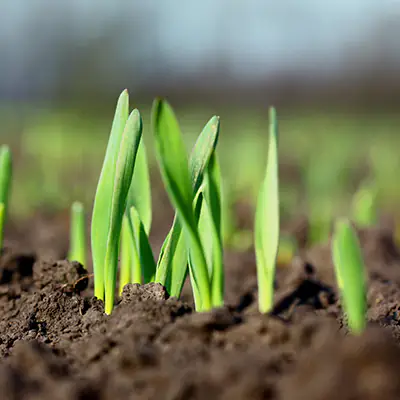 Grano effetto starter