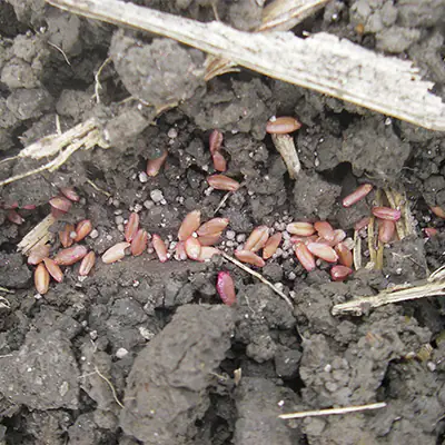 concimazione localizzata alla semina su grano