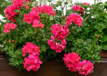 Beautiful,Bright,Pink,Double,Geranium,Flowers,In,A,Flower,Pot