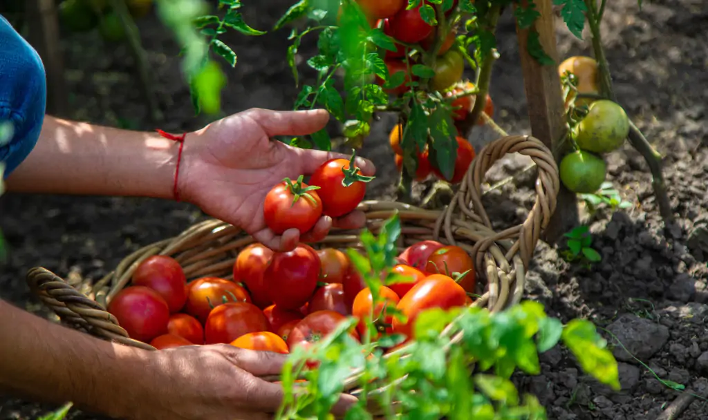 A,Farmer,Harvests,Tomatoes,In,The,Garden.,Selective,Focus.,Food.